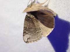 Euthyatira semicircularis