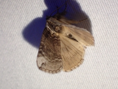 Euthyatira semicircularis