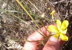 Moraea elsiae