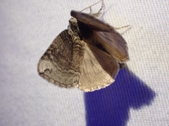 Euthyatira semicircularis