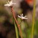 Trachyandra esterhuysenae - Photo (c) Nick Helme, some rights reserved (CC BY-SA), uploaded by Nick Helme