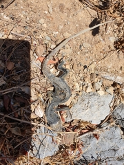 Lacerta trilineata polylepidota