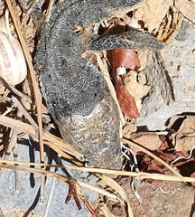 Lacerta trilineata polylepidota