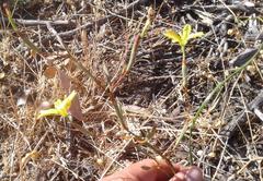 Moraea elsiae