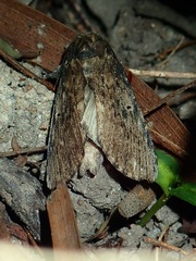 Norracoides basinotata