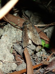 Norracoides basinotata