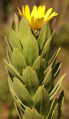 Ursinia caledonica