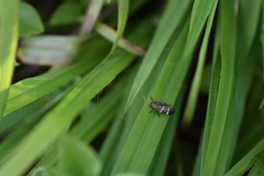 Aeneolamia albofasciata