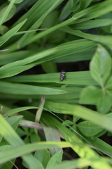 Aeneolamia albofasciata