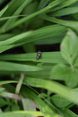 Aeneolamia albofasciata
