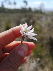Ixia orientalis