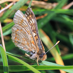 Euphydryas aurinia debilis