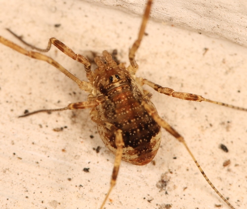 Paroligolophus agrestis