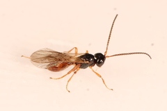 Aspilota ruficornis