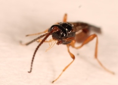 Aspilota ruficornis