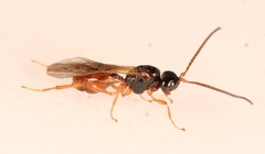 Aspilota ruficornis