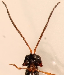 Aspilota ruficornis