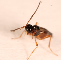 Aspilota ruficornis