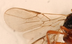 Aspilota ruficornis