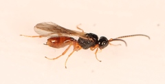 Aspilota ruficornis