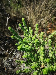 Cliffortia monophylla