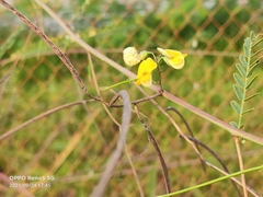 Sesbanieae