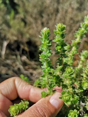 Cliffortia monophylla