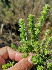 Cliffortia monophylla