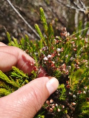 Erica rubiginosa