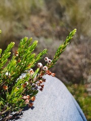 Erica rubiginosa