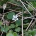 Wimmerella pygmaea - Photo (c) Nick Helme,  זכויות יוצרים חלקיות (CC BY-SA), uploaded by Nick Helme