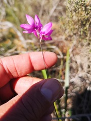 Ixia bifolia