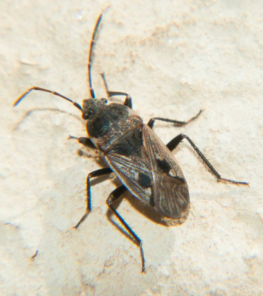 Caprochromus