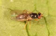 Elachiptera cornuta