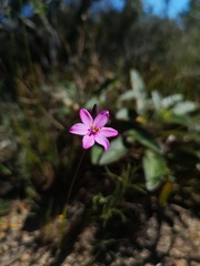 Ixia bifolia