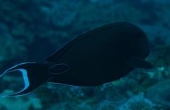 Acanthurus tennentii