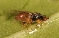 Elachiptera cornuta