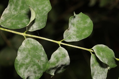 Erysiphe symphoricarpi