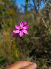 Ixia bifolia