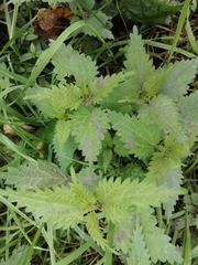Urtica dioica