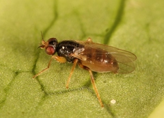 Elachiptera cornuta
