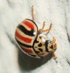 Declivitata hamata pygmaea