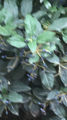 Viburnum tinus
