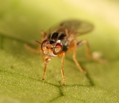 Elachiptera cornuta