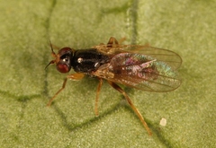 Elachiptera cornuta