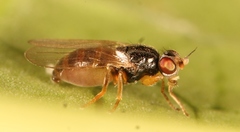 Elachiptera cornuta