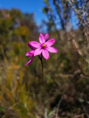 Ixia bifolia