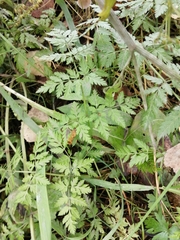 Anthriscus sylvestris