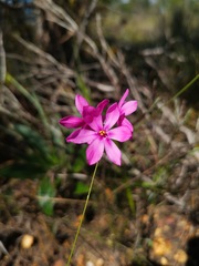 Ixia bifolia