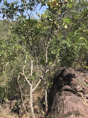 Simarouba
